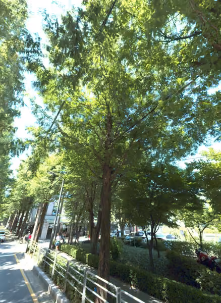tree photo