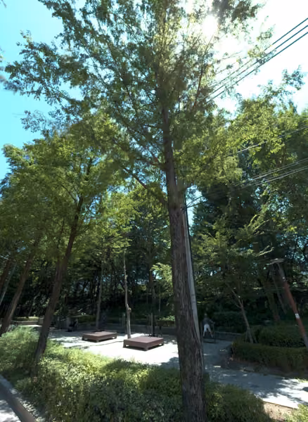 tree photo