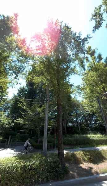 tree photo