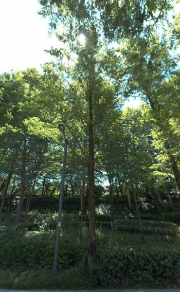 tree photo