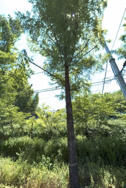 tree photo