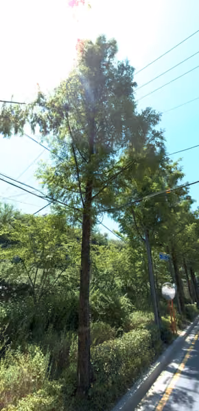 tree photo
