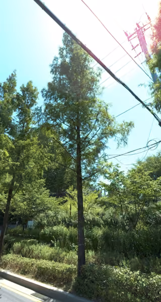 tree photo