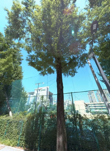 tree photo