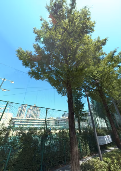 tree photo