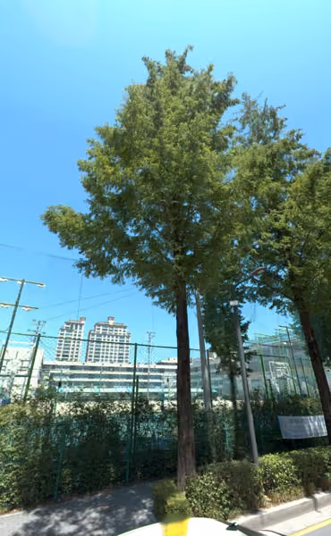 tree photo