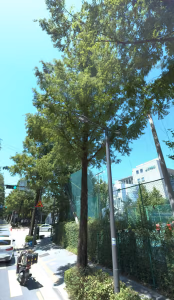 tree photo
