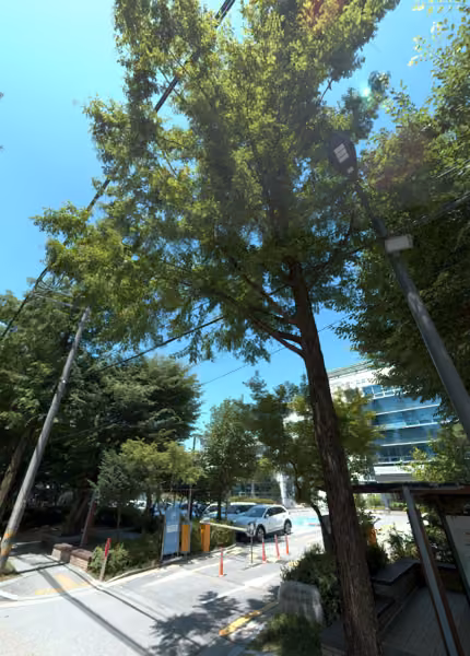 tree photo