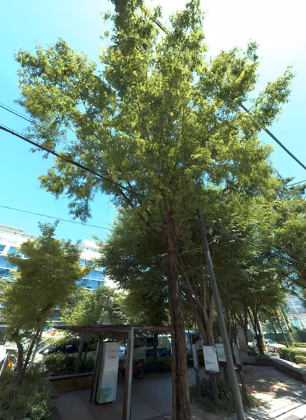 tree photo