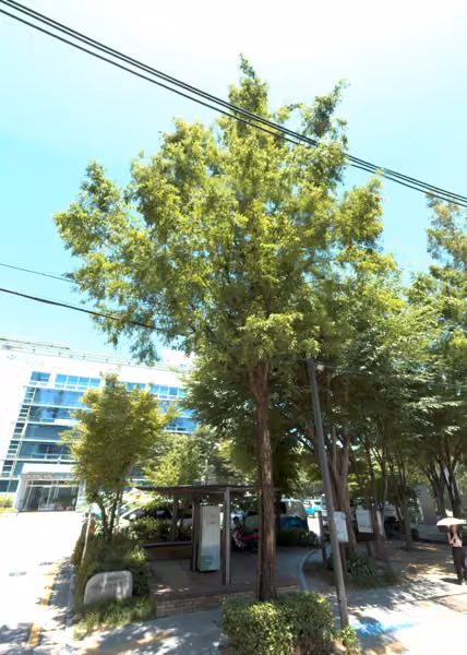 tree photo