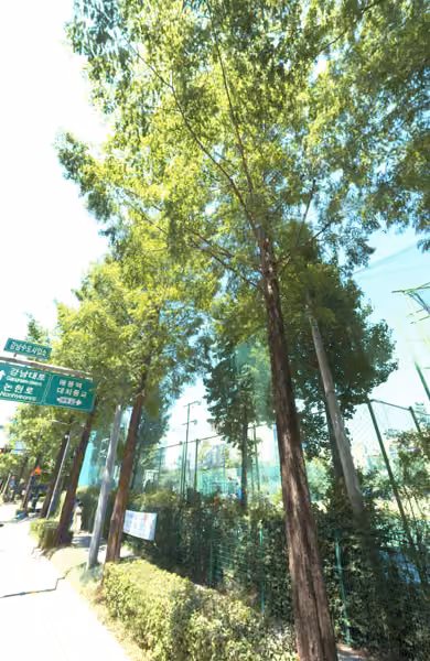 tree photo