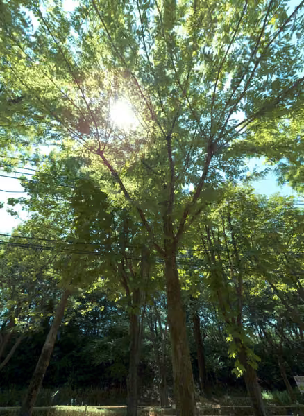tree photo