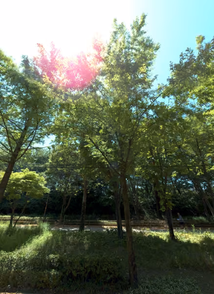 tree photo