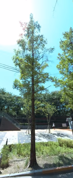 tree photo