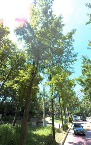 tree photo