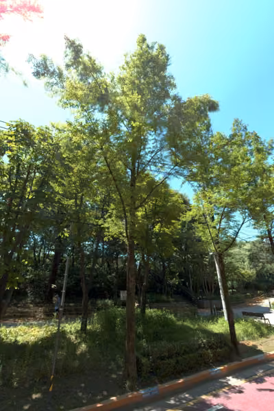 tree photo