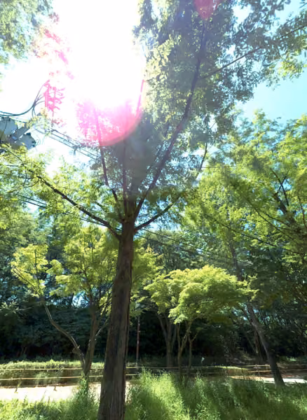 tree photo