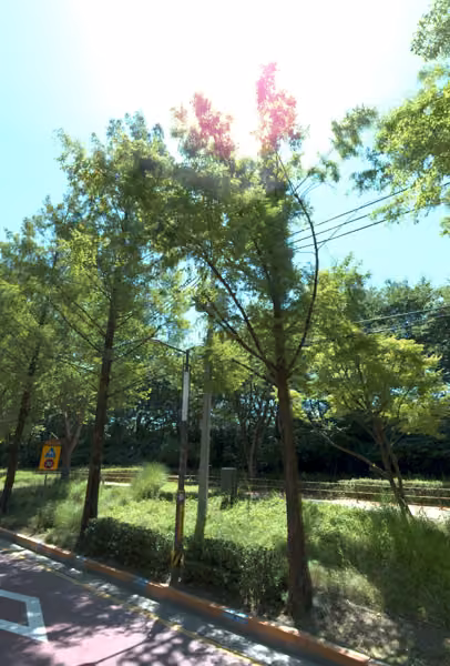 tree photo