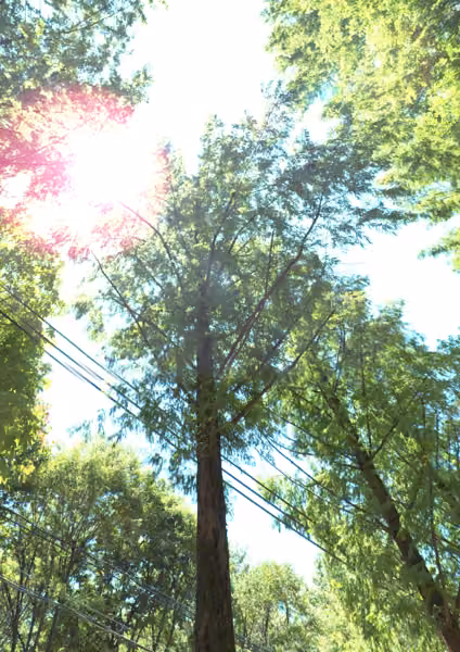 tree photo