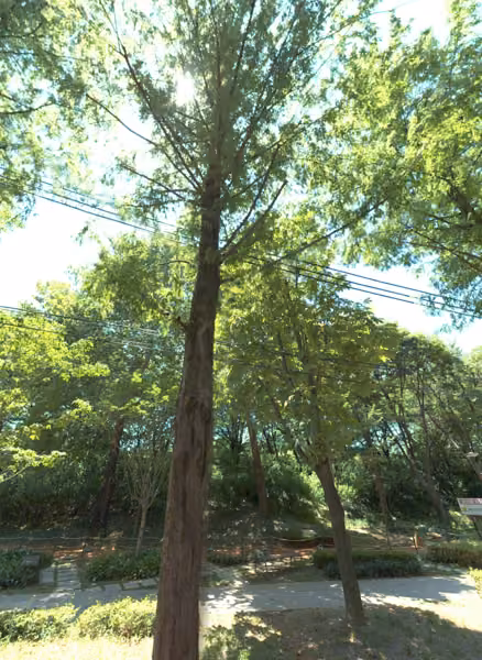 tree photo