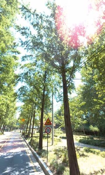 tree photo