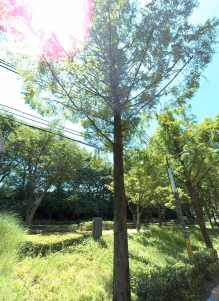 tree photo