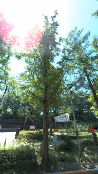 tree photo
