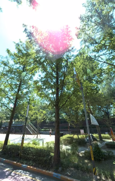 tree photo