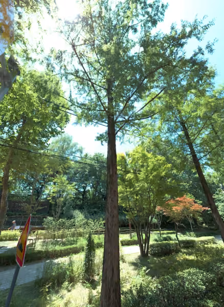 tree photo