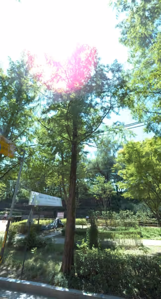 tree photo
