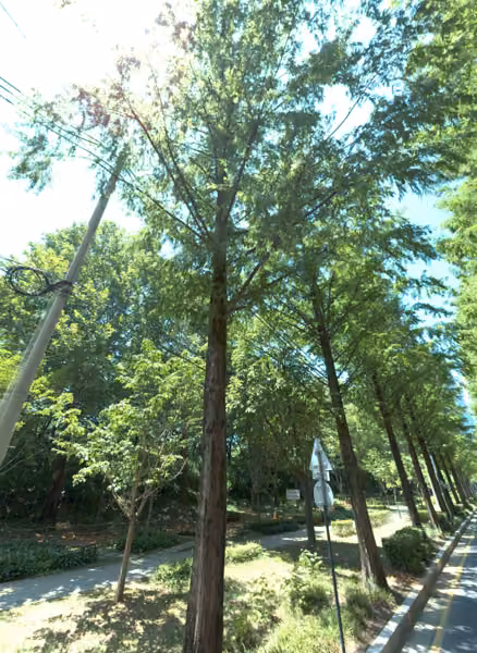 tree photo