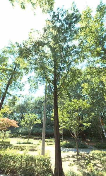 tree photo