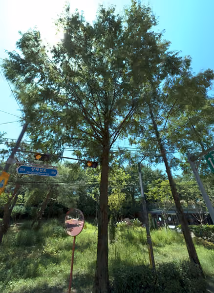 tree photo