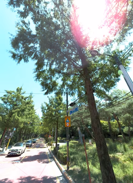tree photo