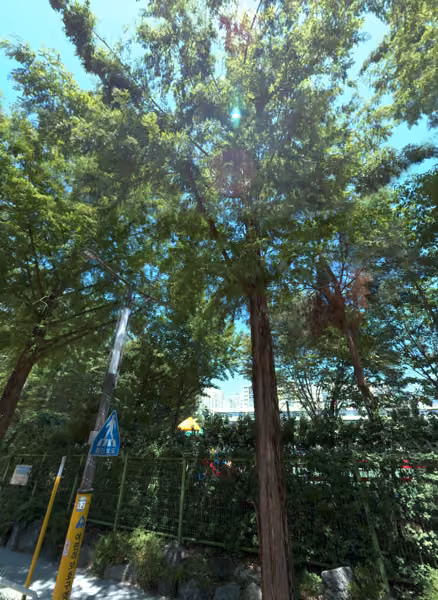 tree photo
