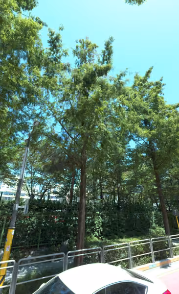 tree photo