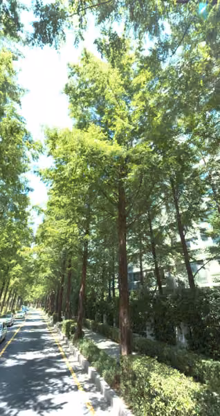 tree photo