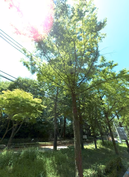 tree photo