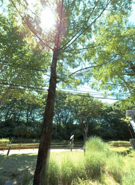 tree photo