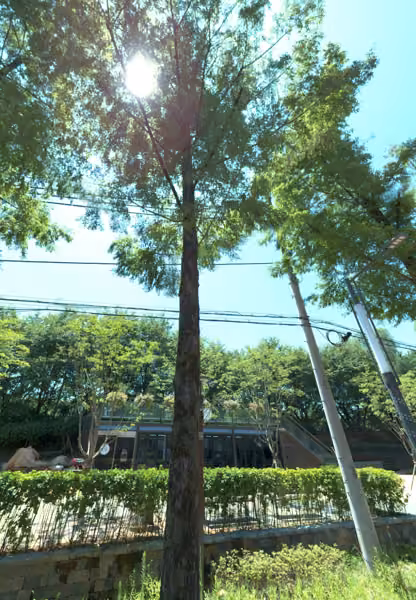 tree photo