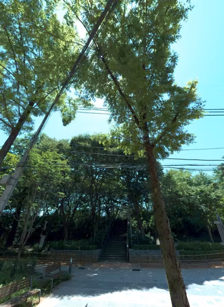 tree photo