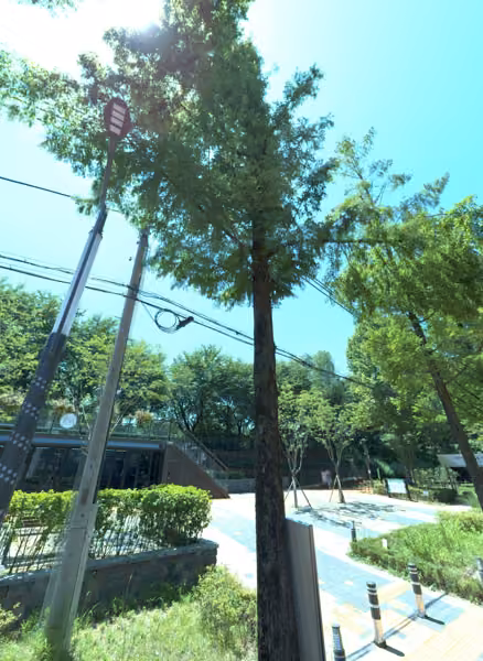 tree photo