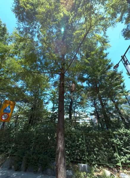 tree photo