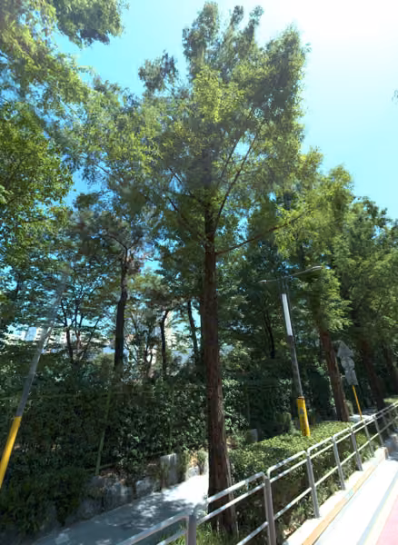 tree photo