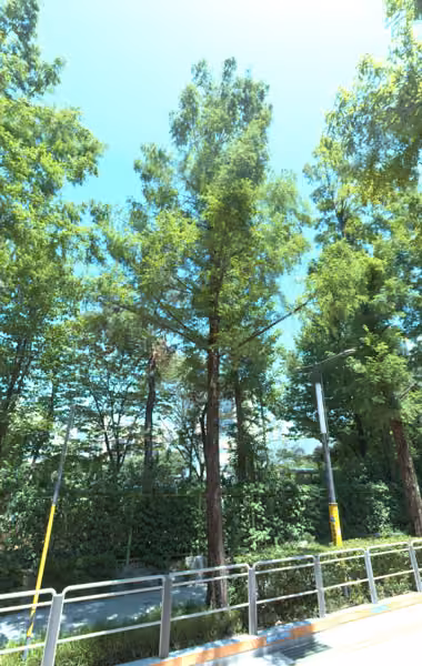 tree photo