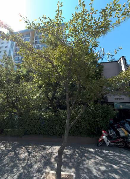 tree photo