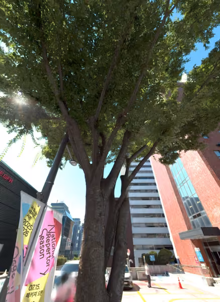 tree photo