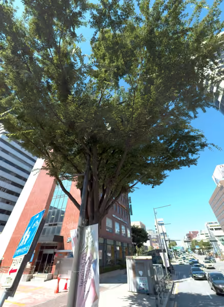 tree photo