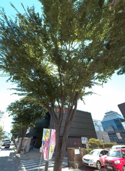 tree photo