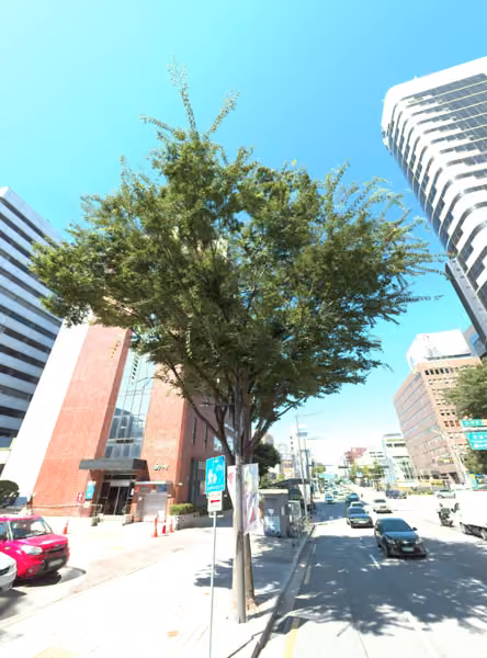 tree photo